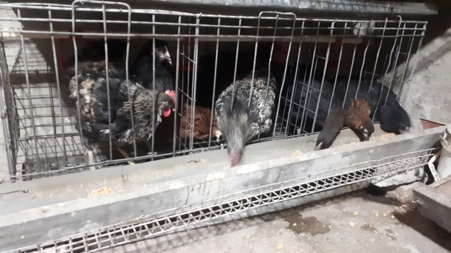 فروش خروس محلی|حیوانات مزرعه|تالش, هشتپر|دیوار