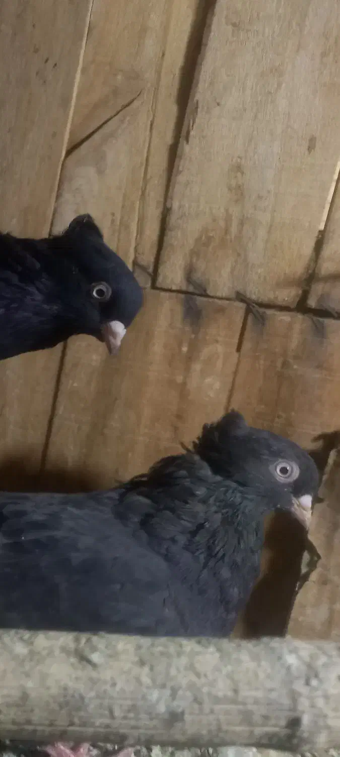 زاغ چشم نوک سفید|پرنده|قم, نخودی|دیوار