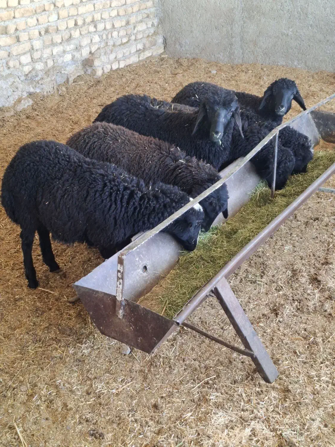 بره نر سبک|حیوانات مزرعه|پاکدشت, پاکدشت (مامازند)|دیوار