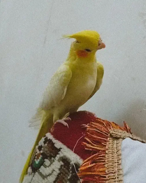 جوجه عروس هلندی|پرنده|ساوه, |دیوار