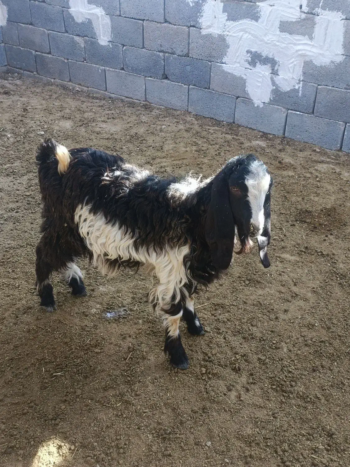 فروش 5 عدد کهره نیم گوشت|حیوانات مزرعه|بیرم, |دیوار