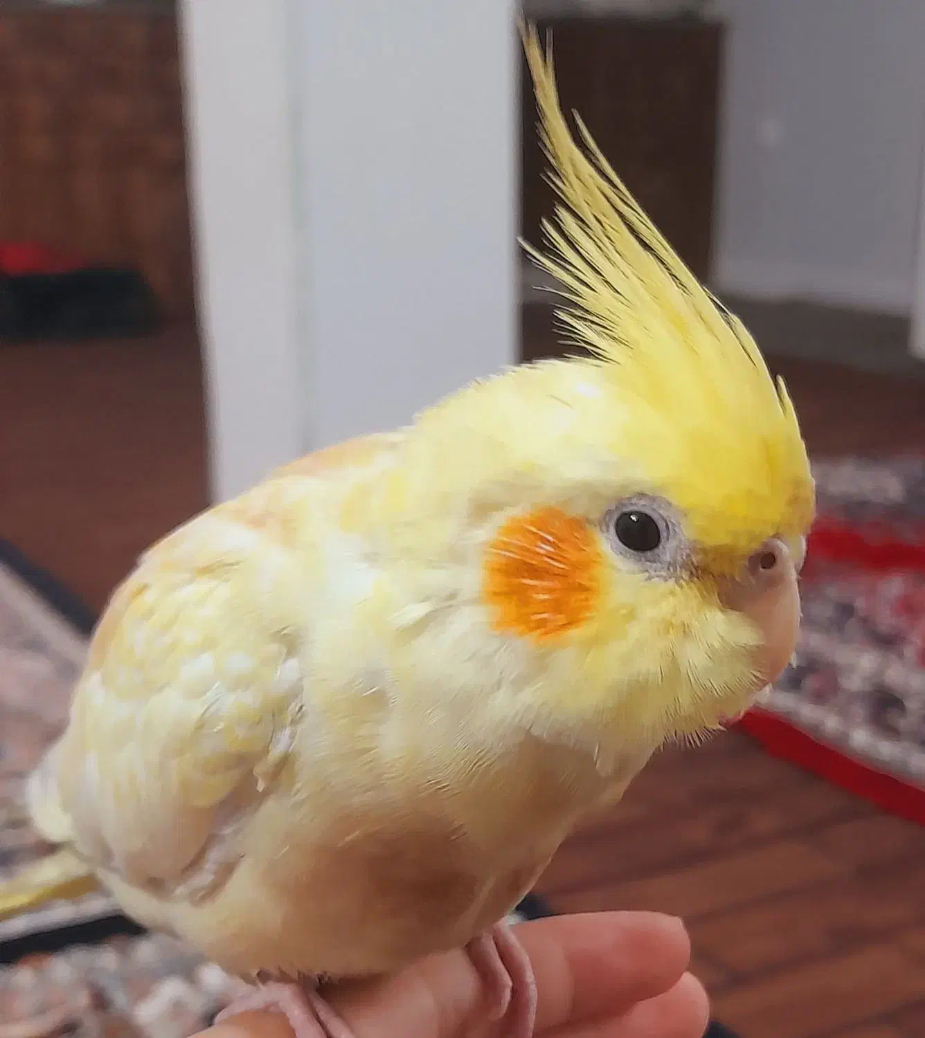 عروس هلندی گم شده|حیوانات|قم, نیروگاه|دیوار