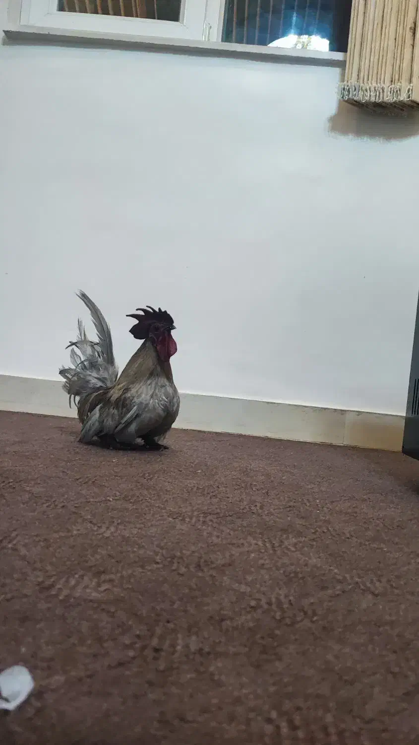 خروس جاپنیز|حیوانات مزرعه|رشت, نخودچر|دیوار