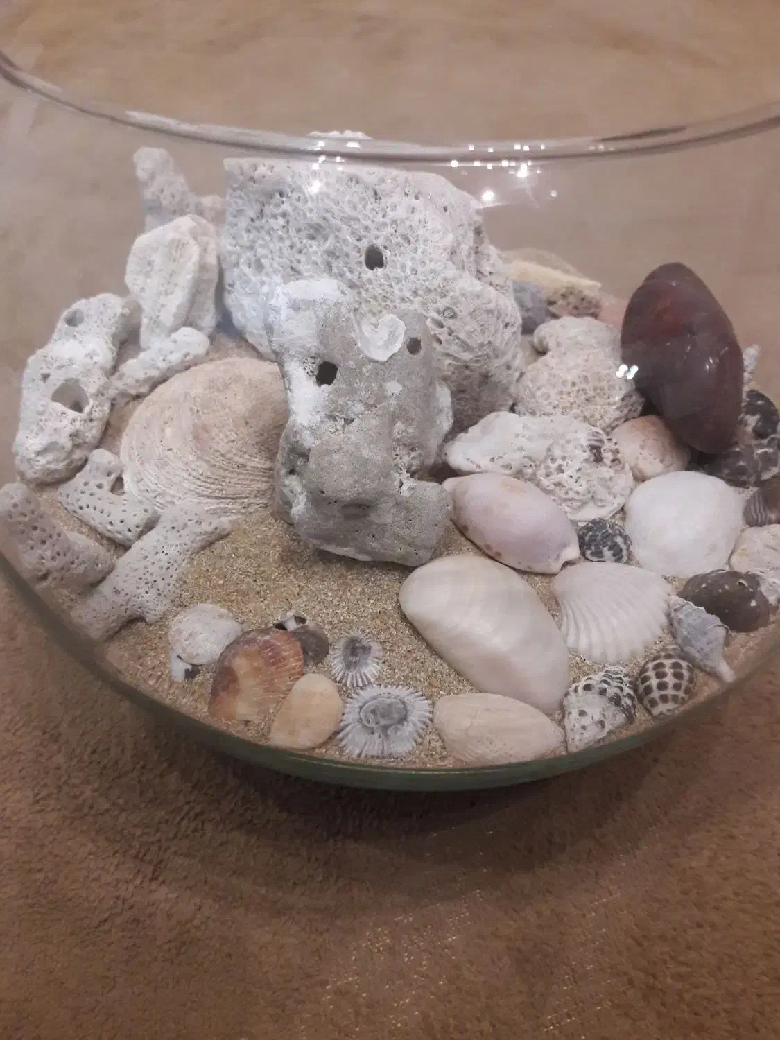 ماهی اکواریوم|ماهی|قم, بنیاد|دیوار