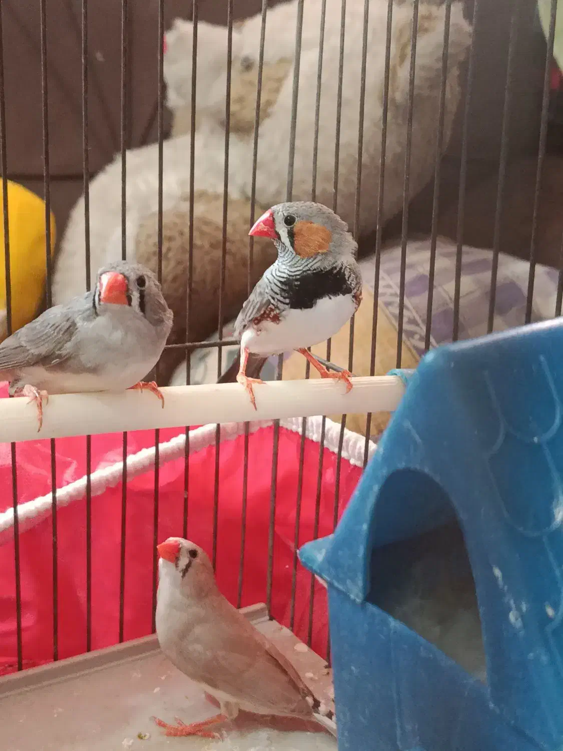 تعدادی پرنده...|پرنده|شیراز, وصال|دیوار