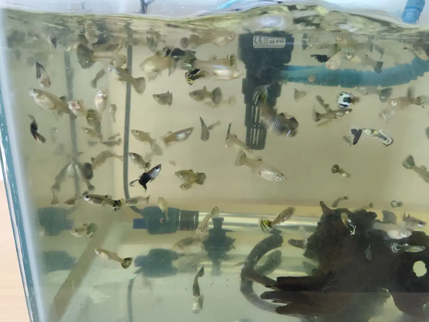 گوپی میکس|ماهی|قزوین, |دیوار