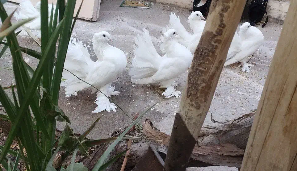 کبوتر دم چتری کاکلی پرپا|پرنده|یزد, |دیوار
