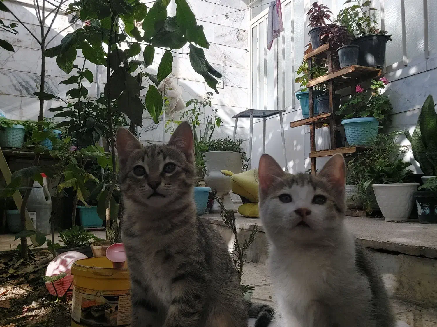 گربه dsh|گربه|شهریار, اسکمان|دیوار