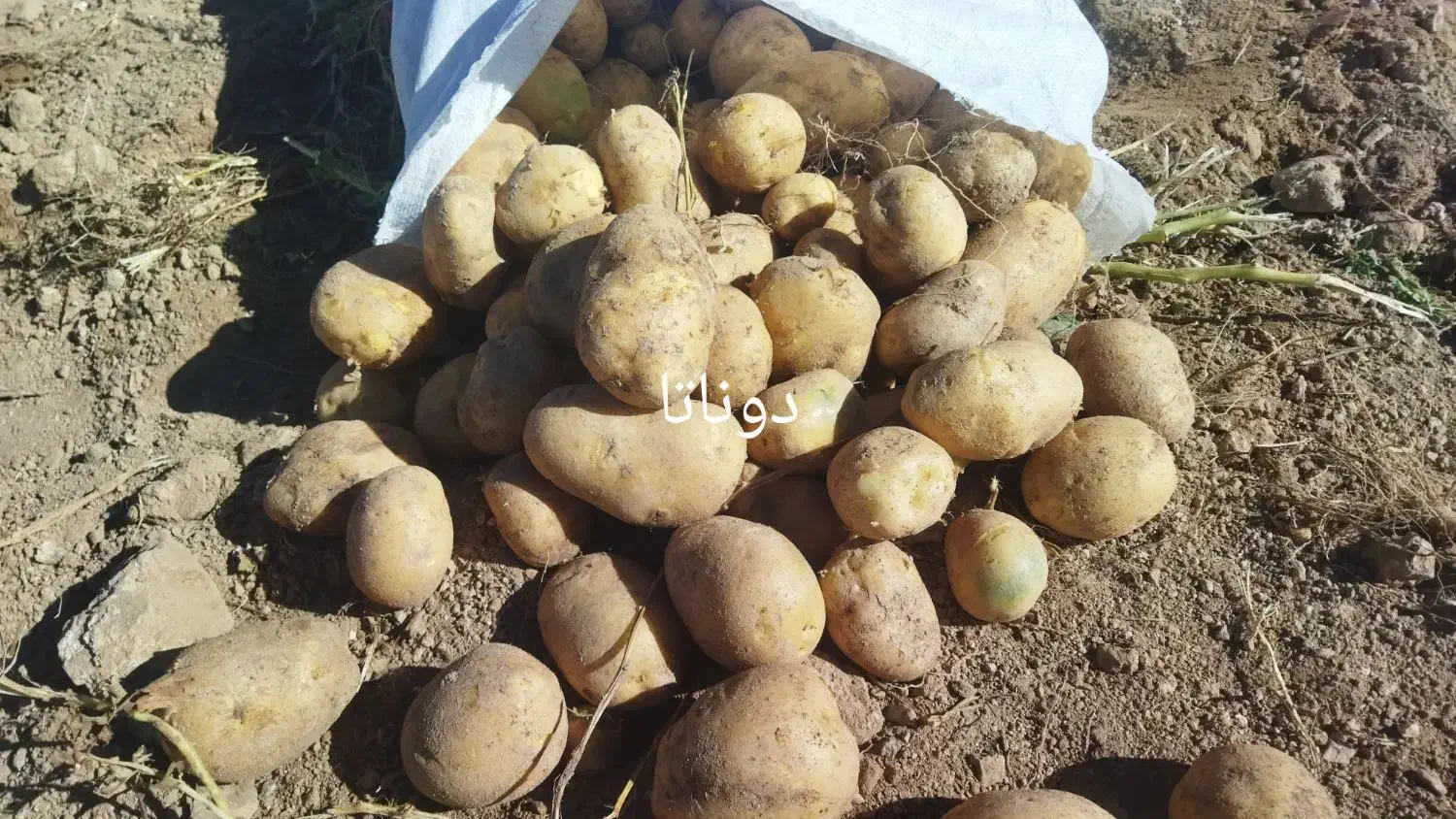 سیب زمینی بذری|حراج|درگزین, |دیوار