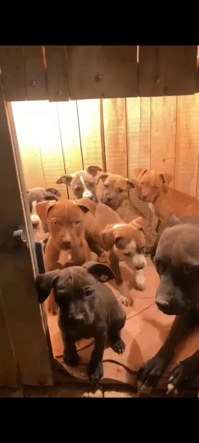 واگذاری توله سگ پیت بول|سگ|بروجن, |دیوار