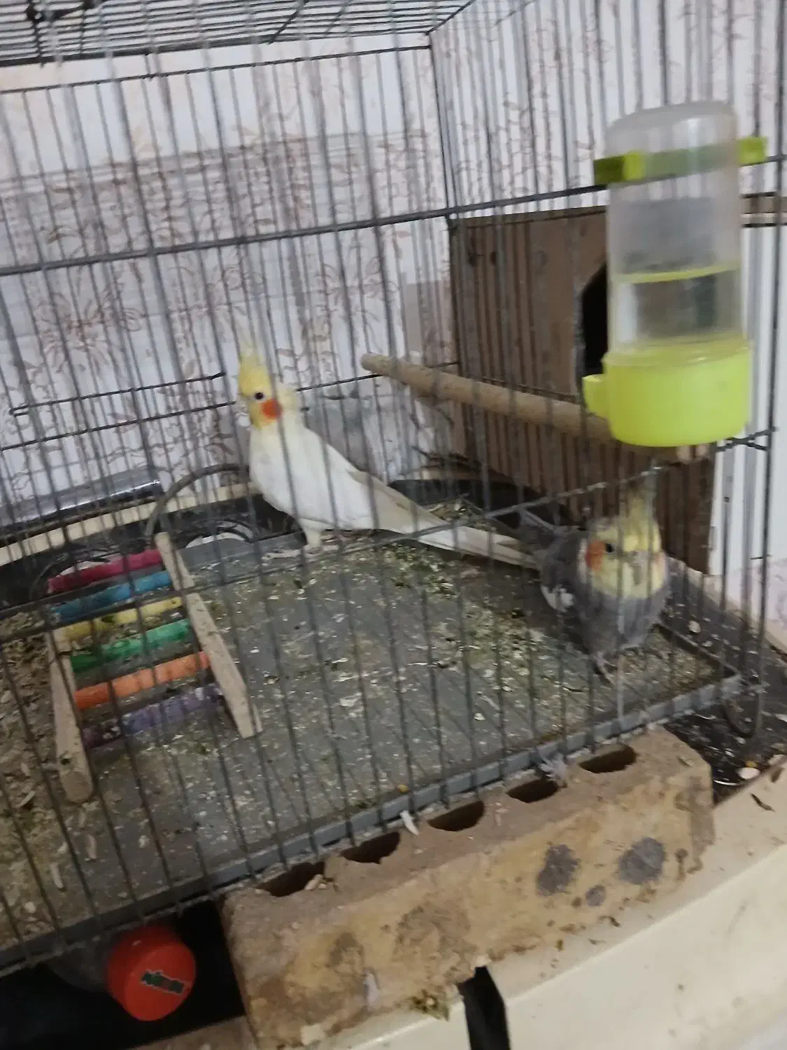 حمیدیه|پرنده|حمیدیه, |دیوار