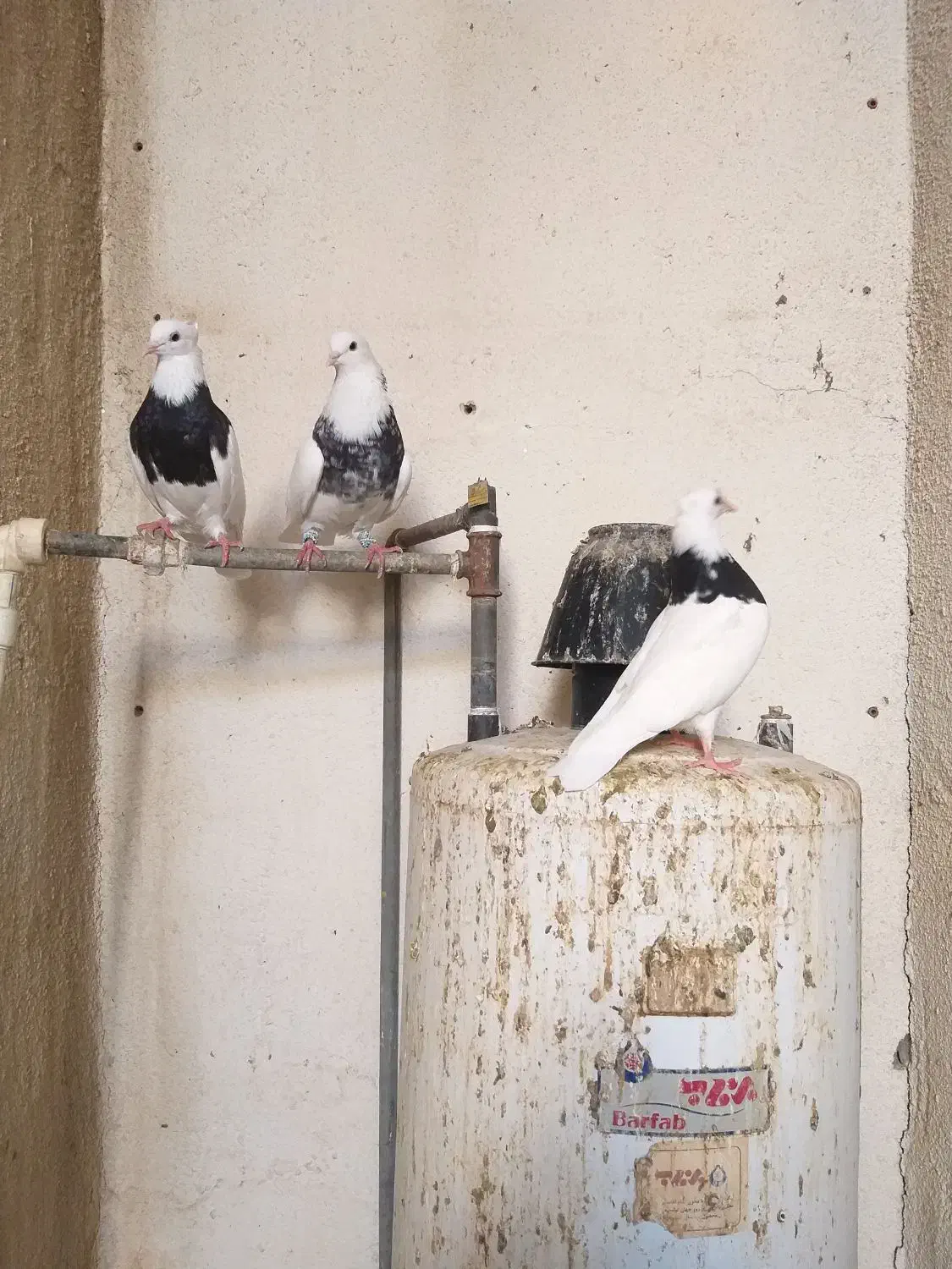 طوقی|پرنده|شوشتر, |دیوار