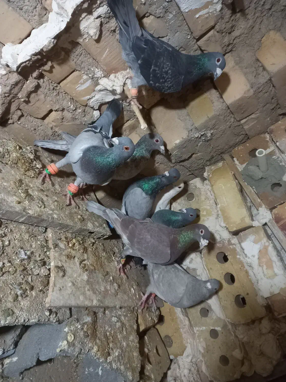 ۸تا‌کفتر|پرنده|تایباد, |دیوار