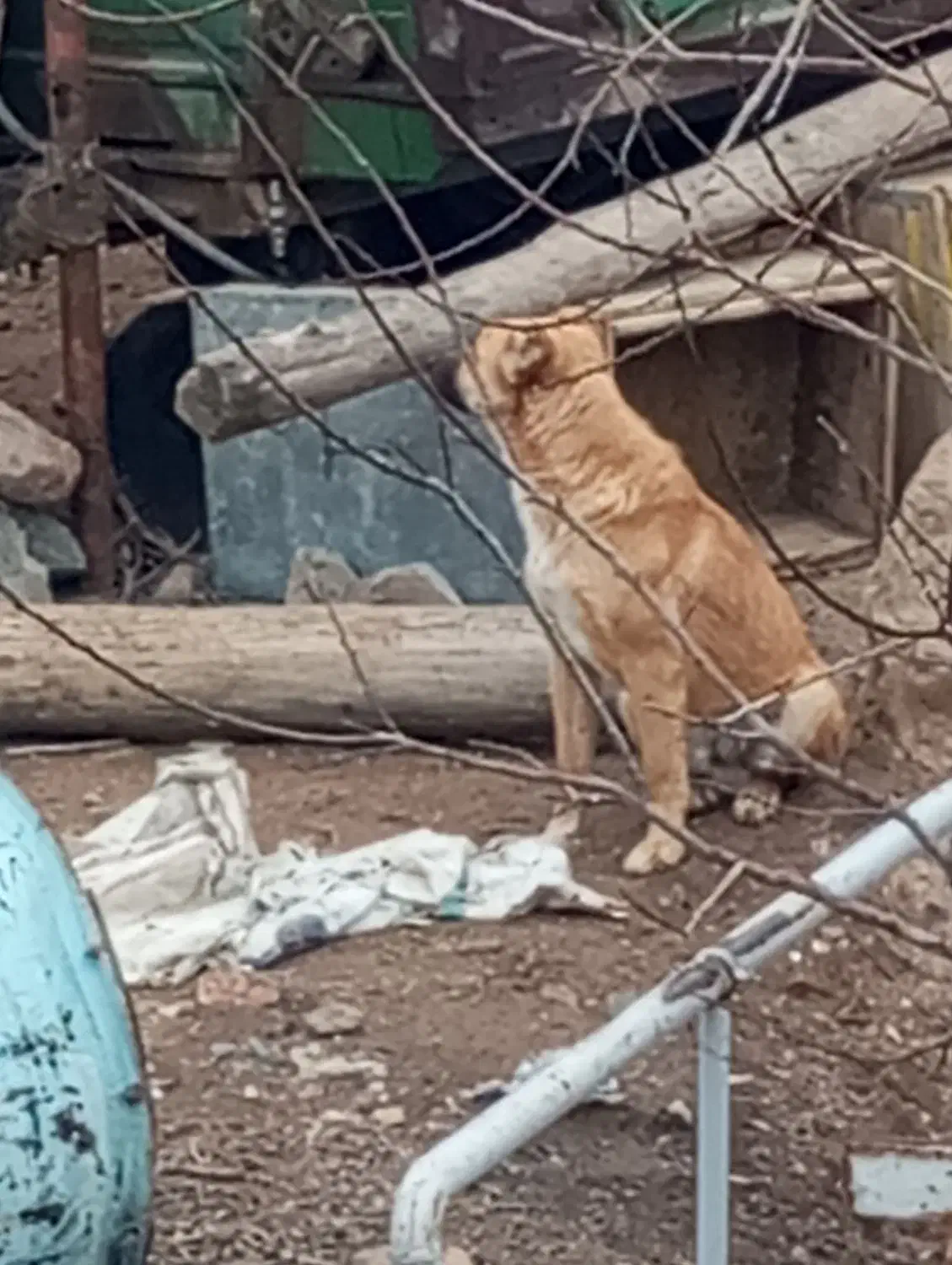 سگ سرابی|سگ|قره پشتلو, |دیوار