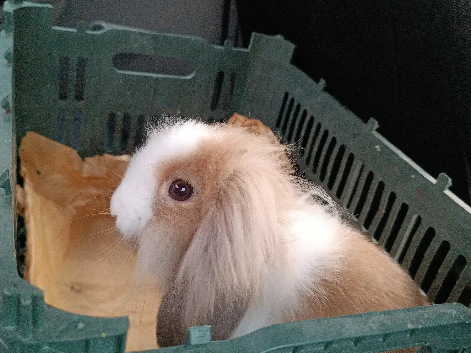 خرگوش لوپ|موش و خرگوش|لنگرود, |دیوار