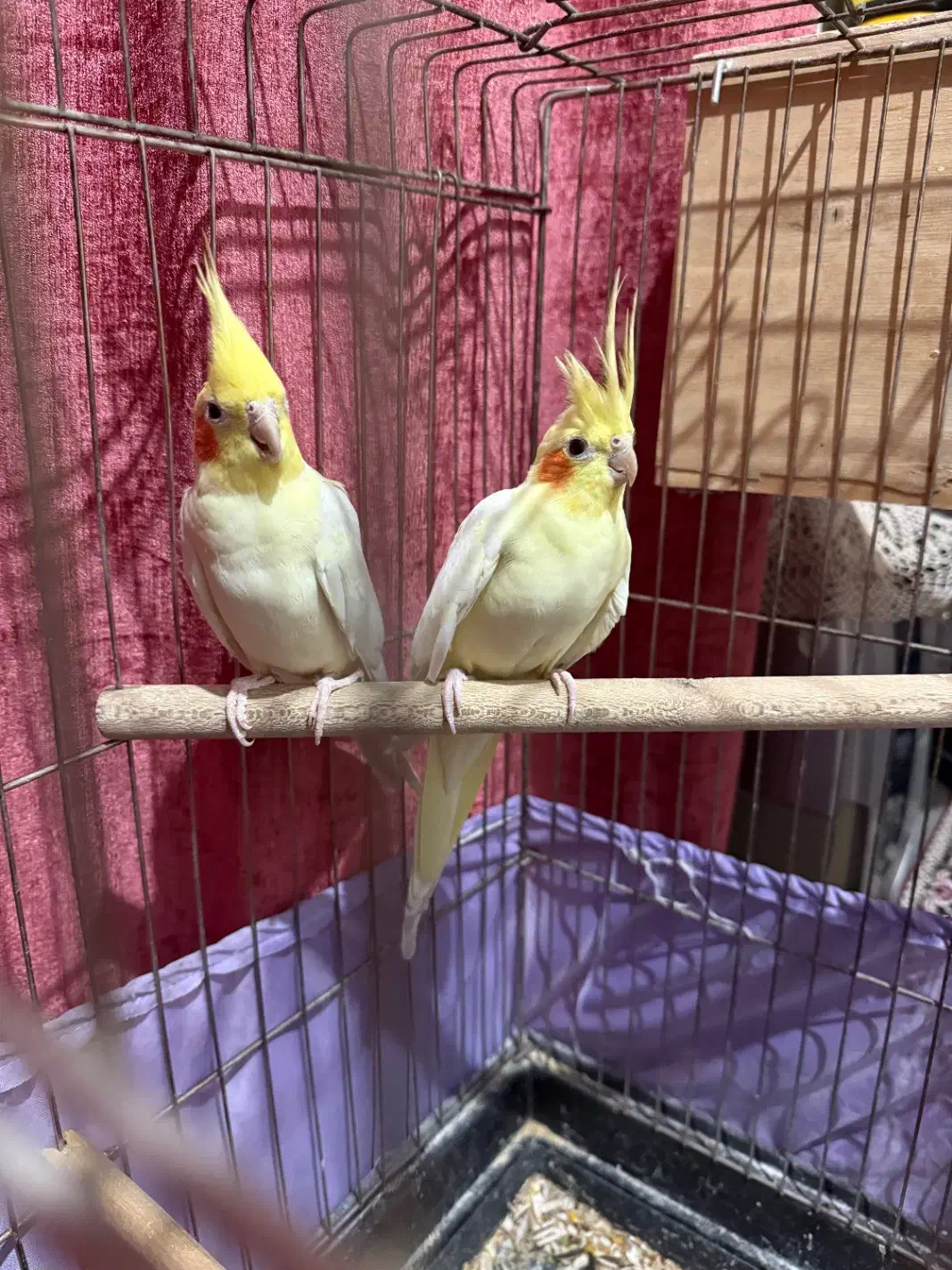 عروس هلندی مولد|پرنده|قدس, شهرقدس|دیوار