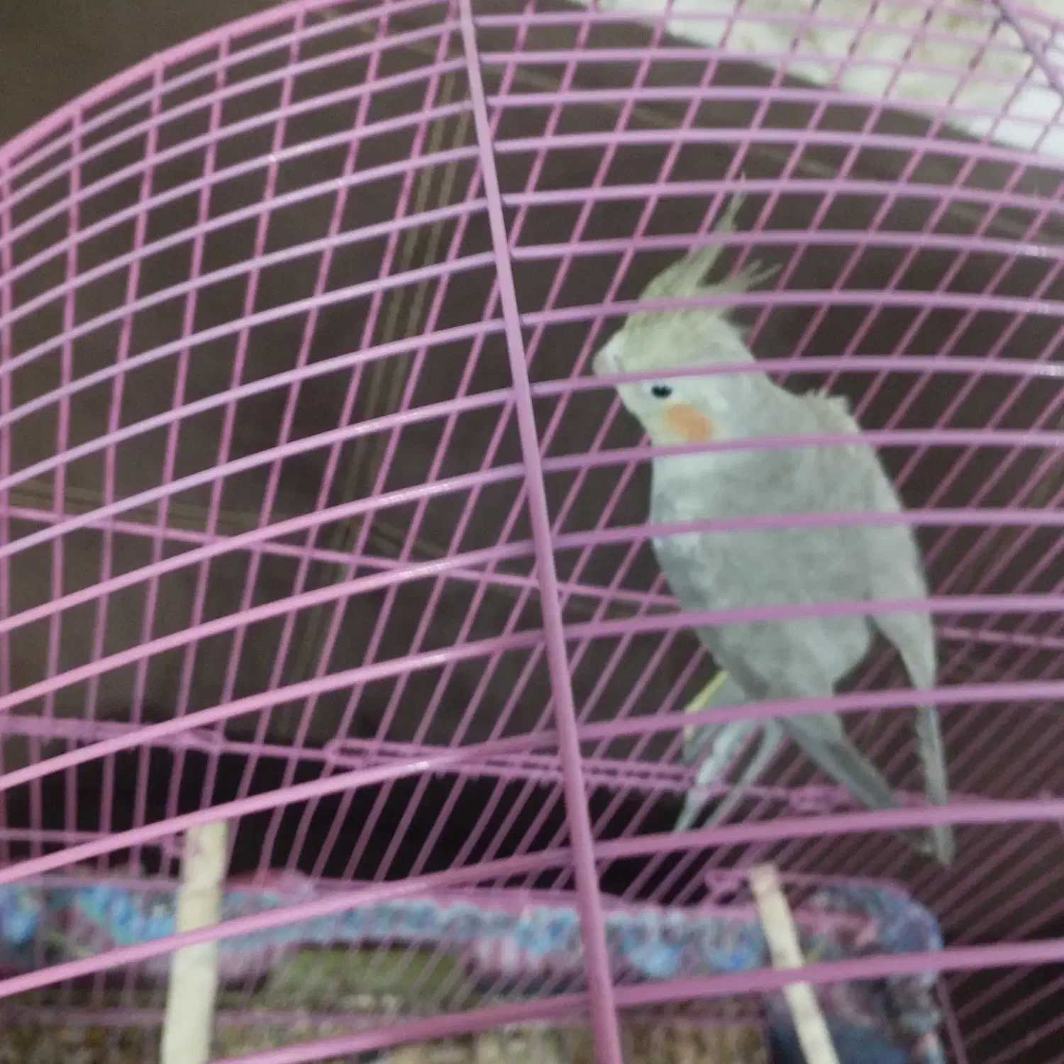 طوطی عروس|پرنده|رشت, حومه رشت|دیوار