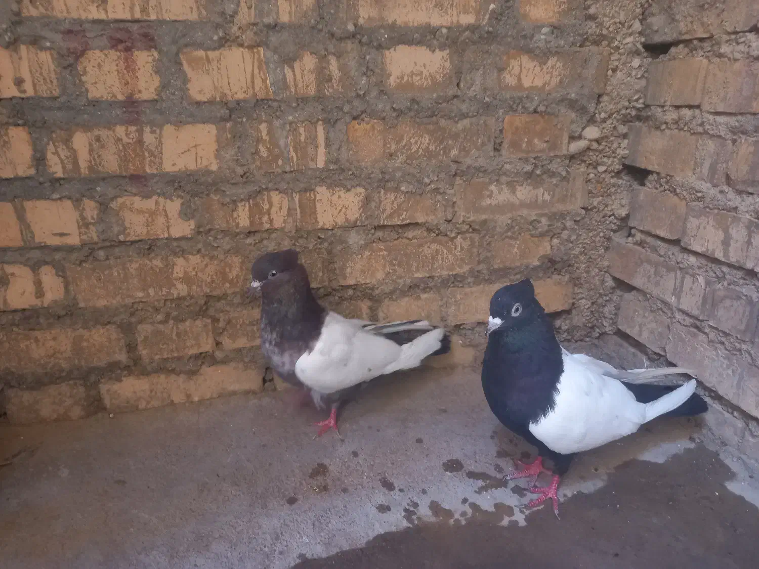 کبوتر سینه ای|پرنده|شوشتر, |دیوار