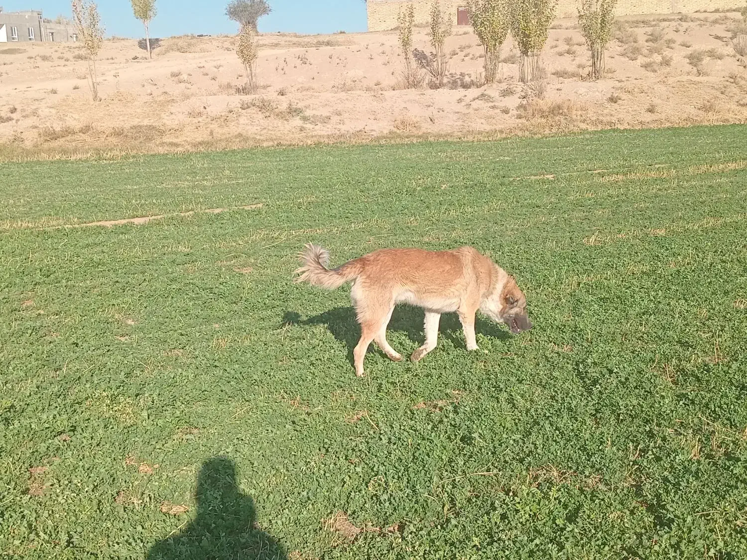 یک عدد سگ گله|سگ|قره چای, |دیوار