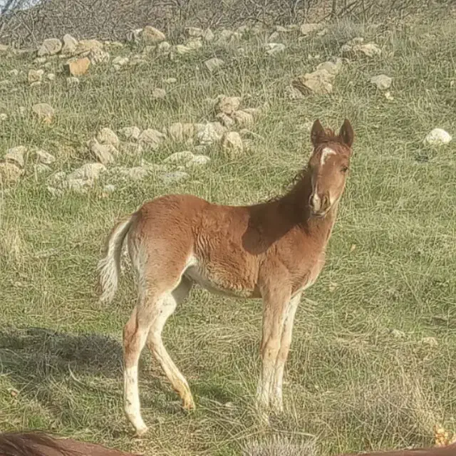 اسب|اسب و تجهیزات اسب‌سواری|ناغان, |دیوار