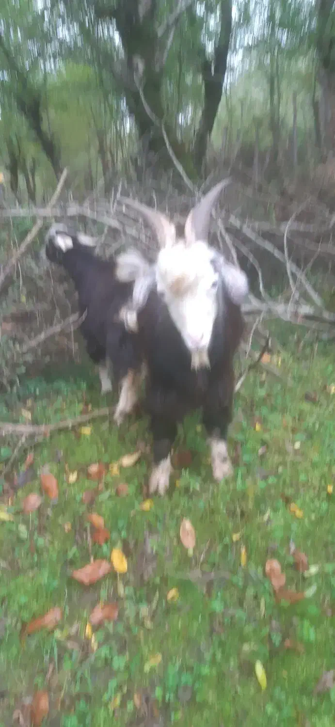 بزنرچاق چله|حیوانات مزرعه|رشت, بازار|دیوار