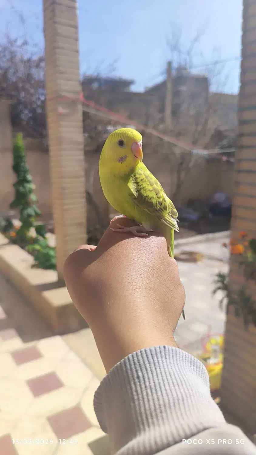 مرغ عشق دستی|پرنده|شیراز, شهرک ترکان|دیوار