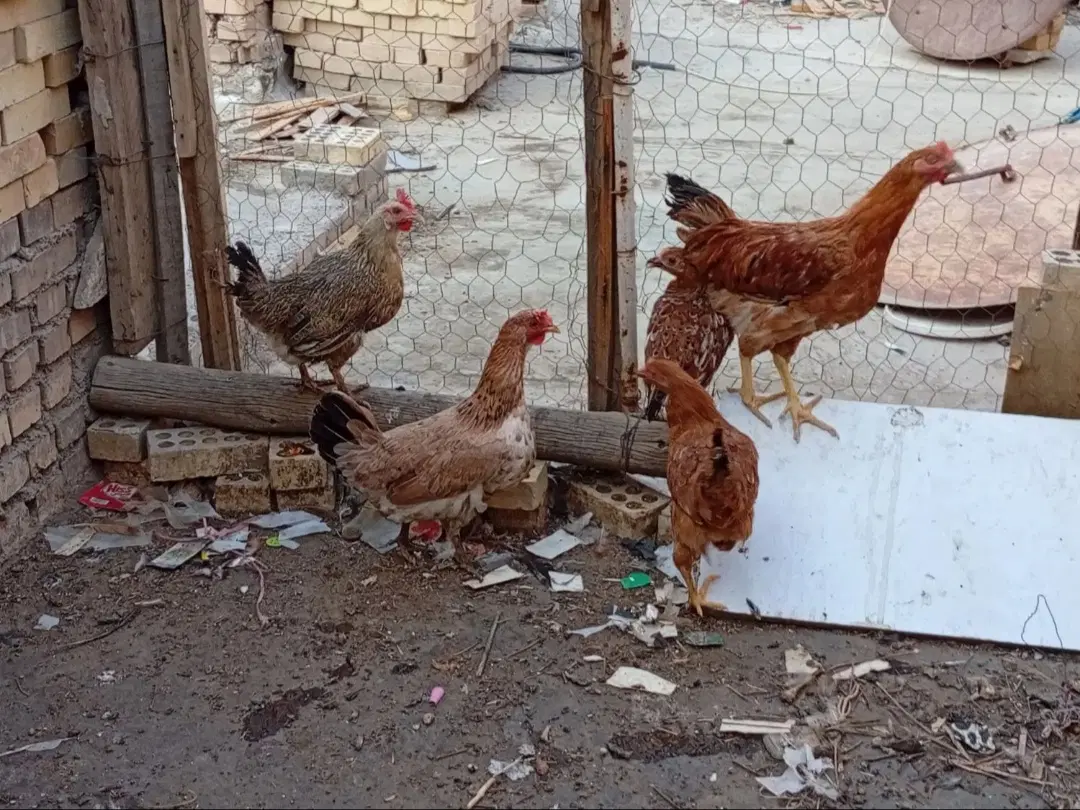 مرغ|حیوانات مزرعه|خرمشهر, |دیوار