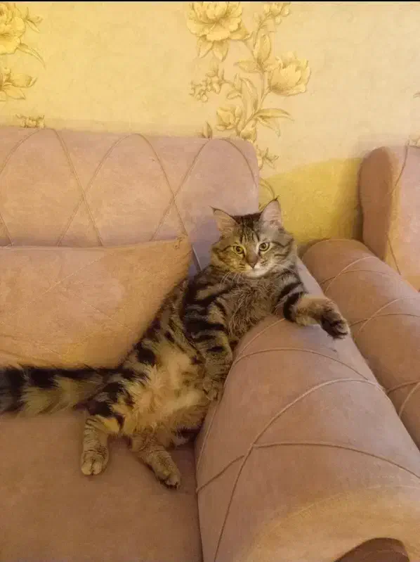 گربه مین کوون|گربه|آزادشهر, |دیوار