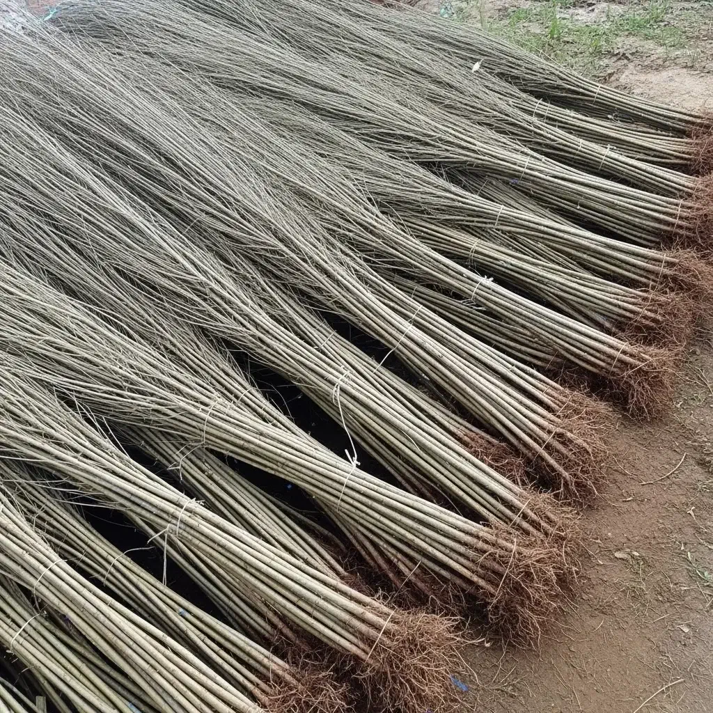 قلمه سریعالرشد با کیفیت صادراتی|گل و گیاه طبیعی|خوی, |دیوار