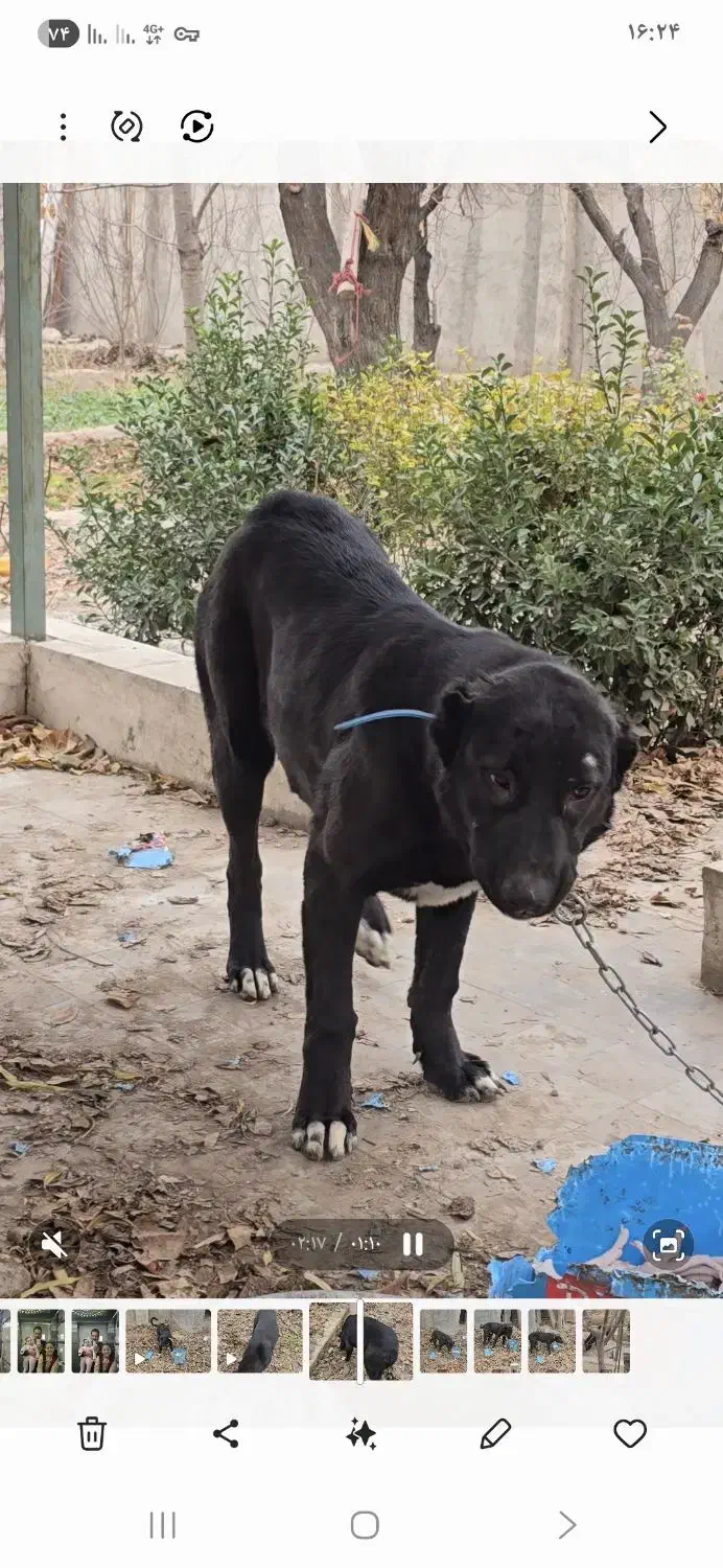 توله سگ سرابی|سگ|ملارد, |دیوار