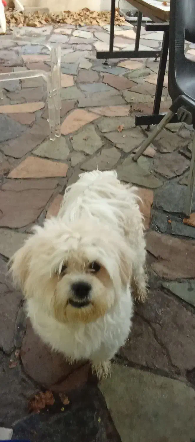 واگذاری حمایتی|سگ|بومهن, |دیوار