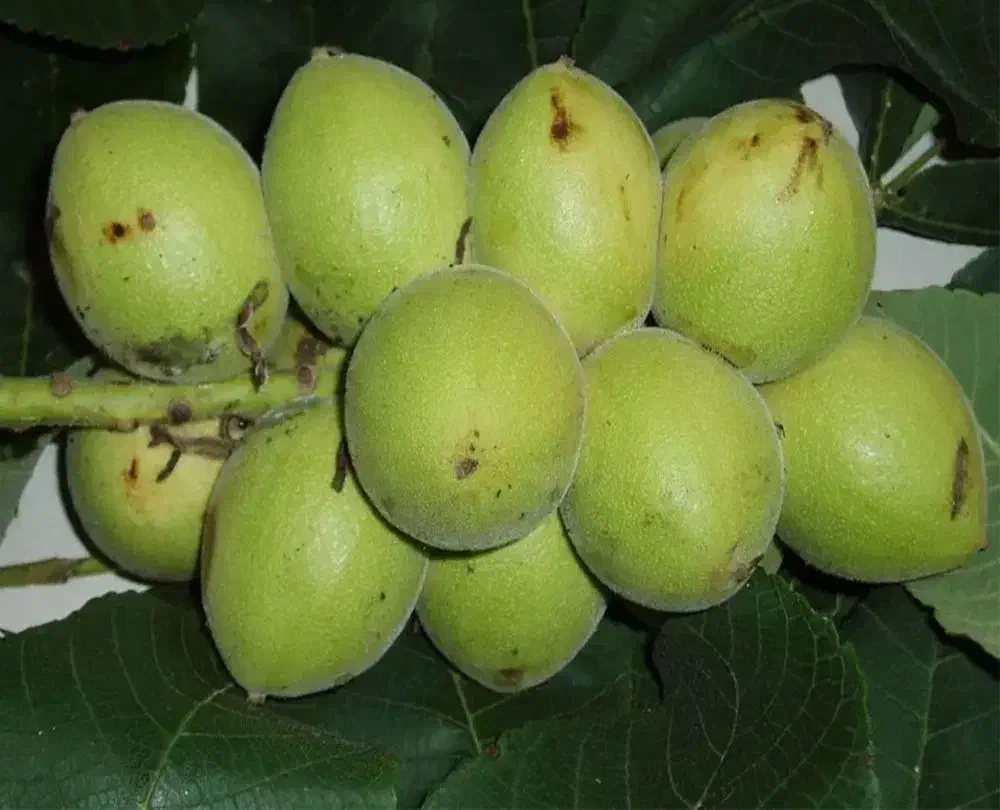 گردو اصلاح شده و با کیفیت|خدمات باغبانی و درختکاری|کلیبر, |دیوار