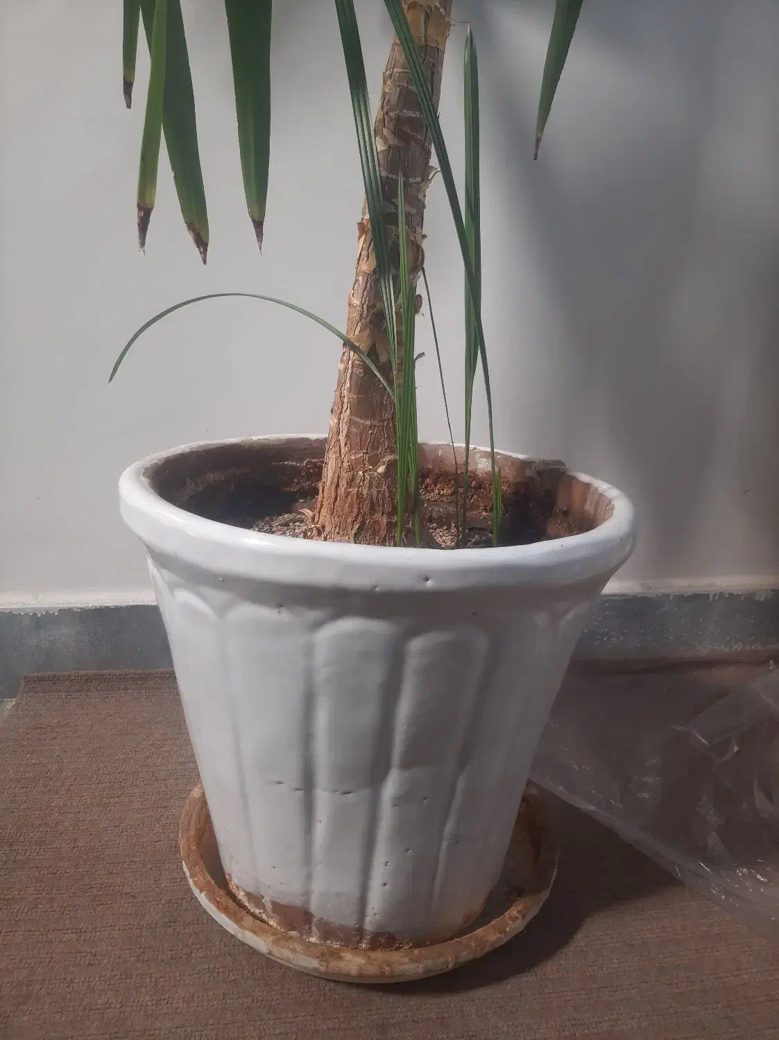 گل آپارتمانی یوکا|گل و گیاه طبیعی|تبریز, |دیوار