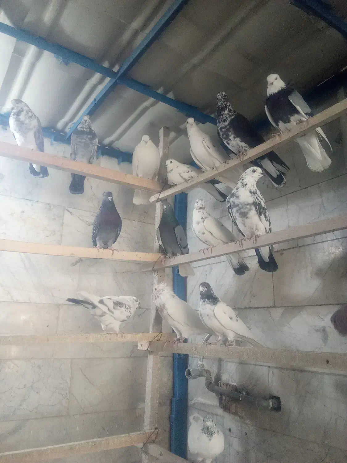 ۷۰ طوق کبوتر پرشی.پرنده سرای ملارد|پرنده|ملارد, |دیوار