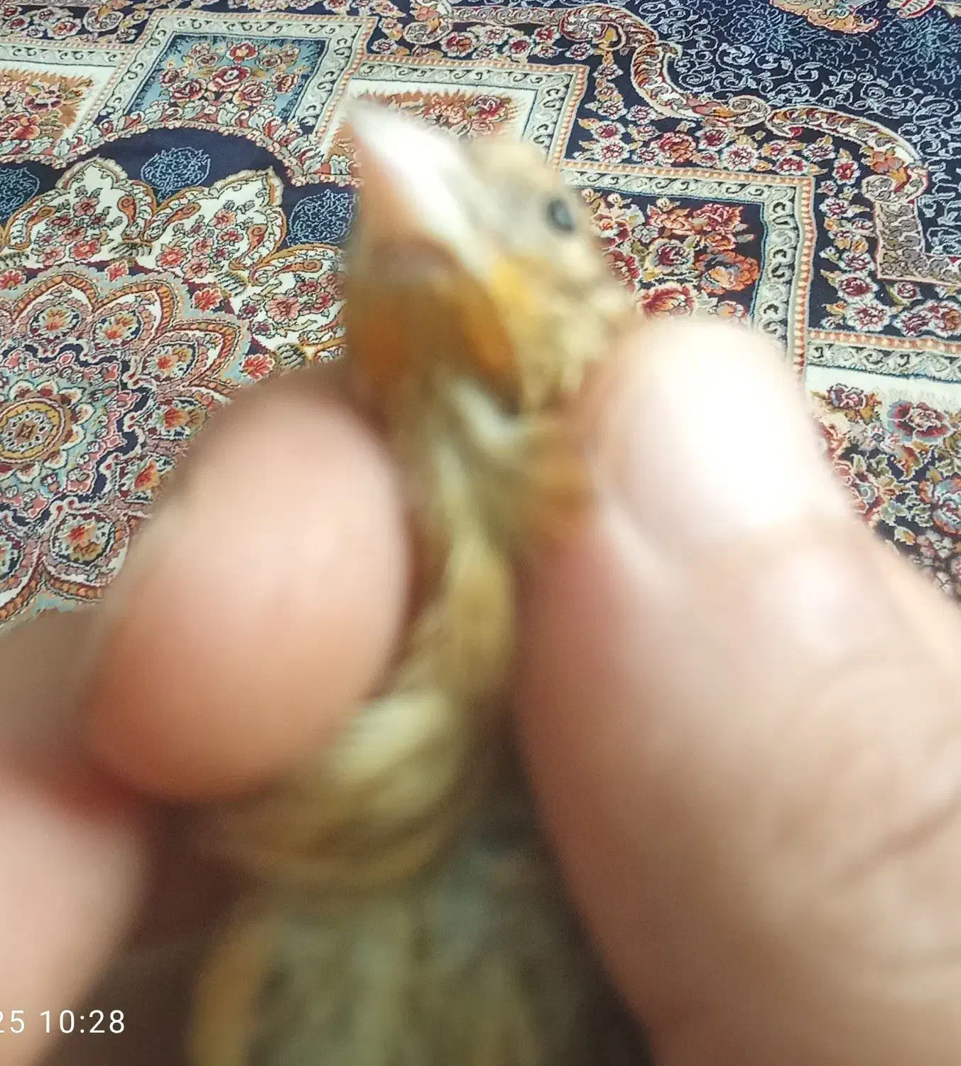 سهر قناری 40 روز شاه تخم|پرنده|تهران, جوادیه تهرانپارس|دیوار