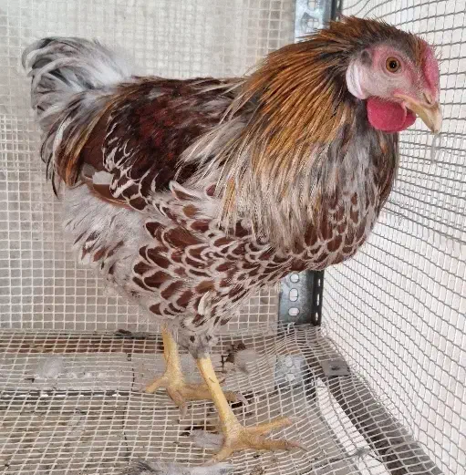 ویاندوت بلورد|حیوانات مزرعه|اصفهان, کارلادان|دیوار