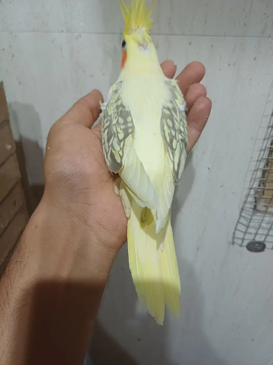 فروش جوجه سرلاکی و نرمه خور عروس|پرنده|لار, |دیوار