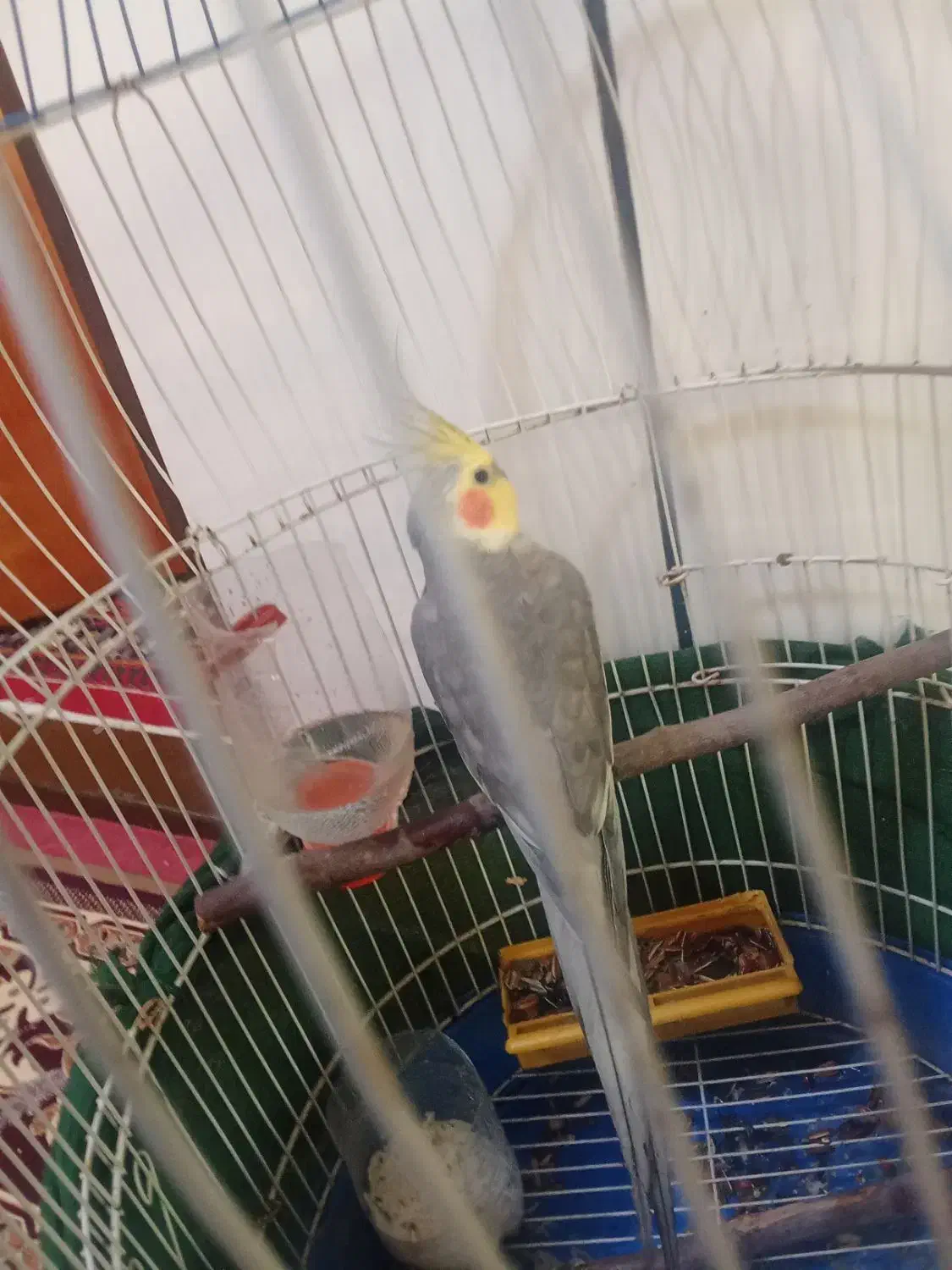 یک عروس هلندی دست آموز نر|پرنده|میاندوآب, |دیوار