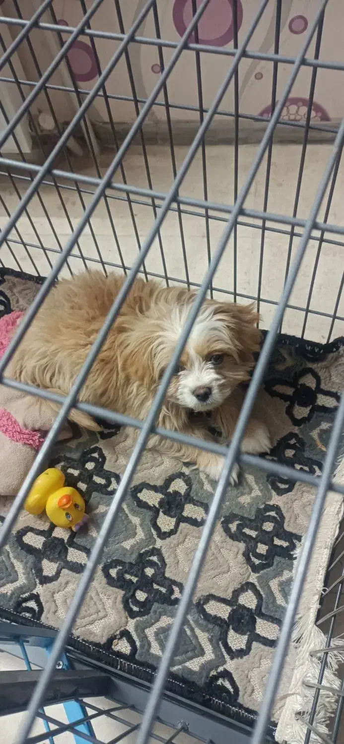 تصویر بالا (توله)|سگ|یزد, |دیوار