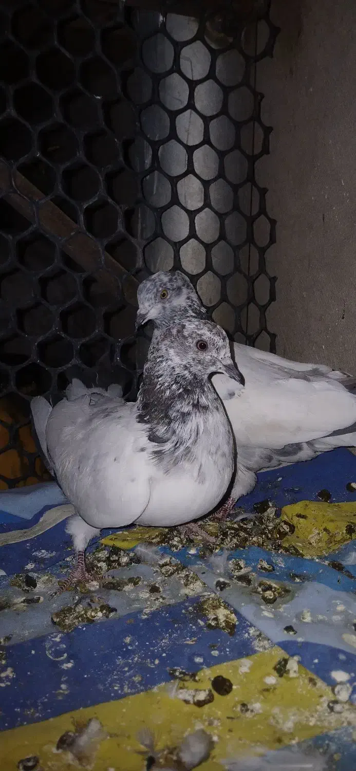 کبوتر کله دنبی|پرنده|فارسان, |دیوار