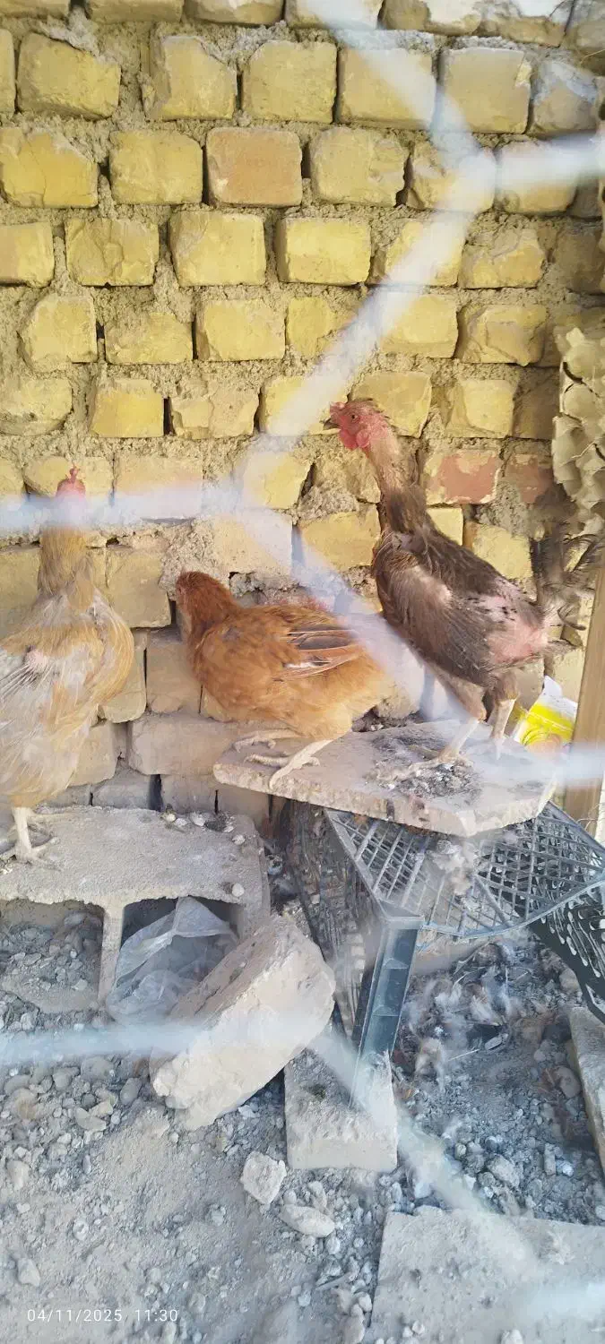 مرغ  بومی تخم گذار|حیوانات مزرعه|خمینی‌شهر, |دیوار