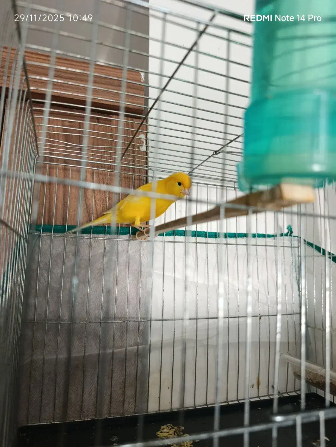 قناری نر بخوون|پرنده|میناب, |دیوار