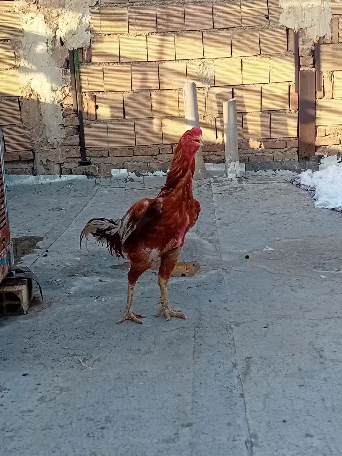 تخم مرغ لاری|حیوانات مزرعه|بهارستان, |دیوار