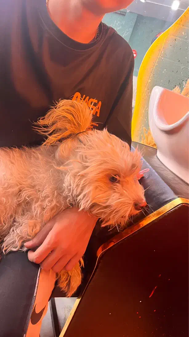 واگذاری سگ شیتزو|سگ|سهند, |دیوار