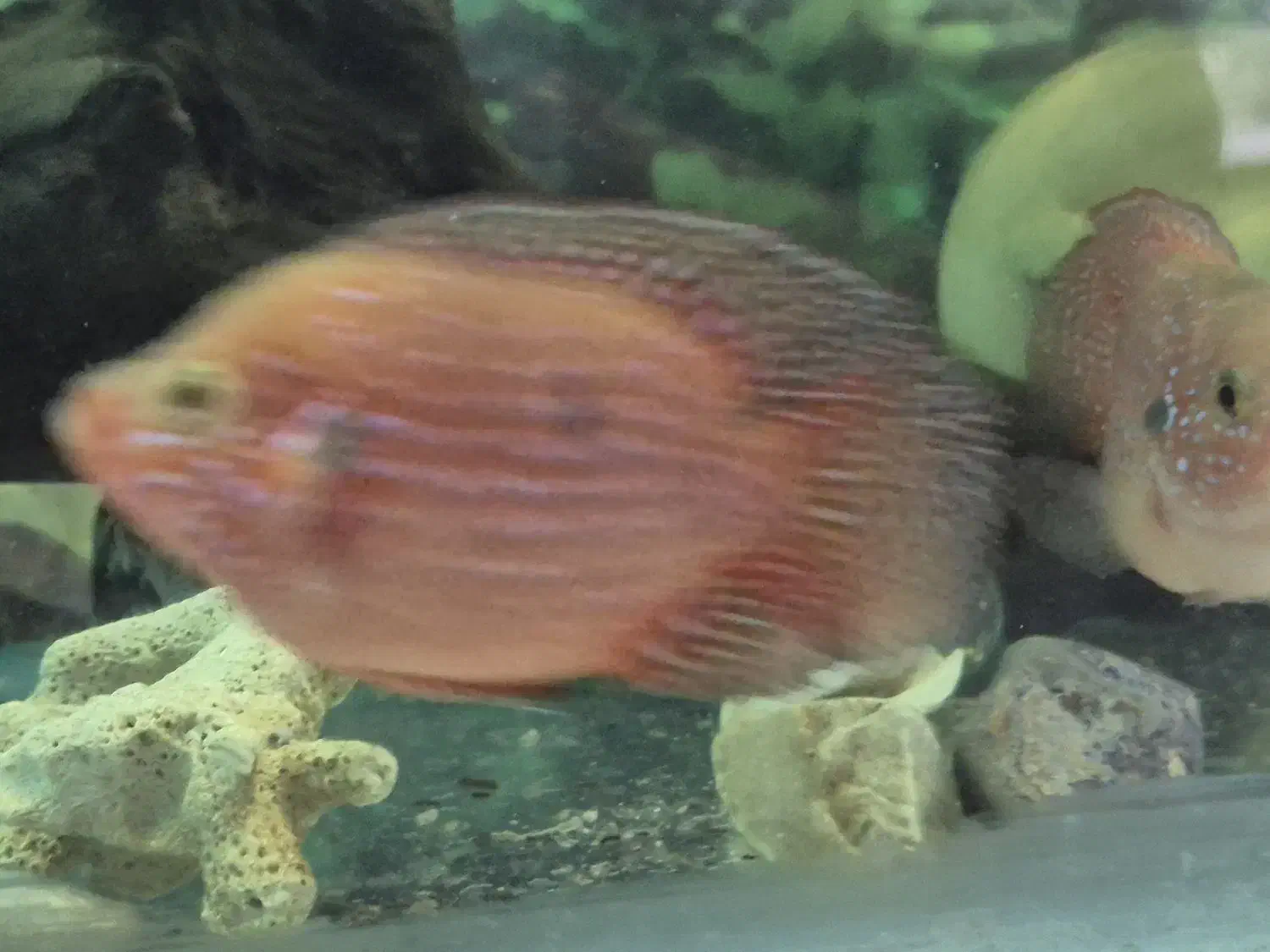 جفت جوئل مولد|ماهی|اصفهان, عاشق‌آباد|دیوار