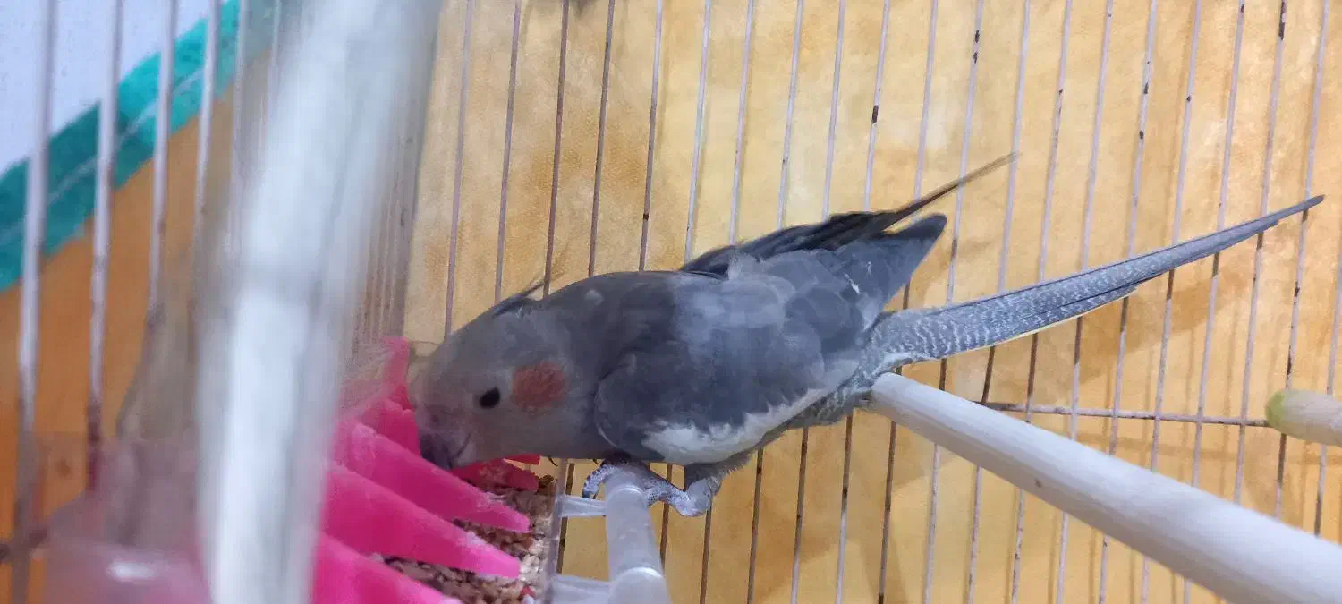 دو تا عروس هلندی دستی نر و ماده|پرنده|رشت, سلیمانداراب|دیوار