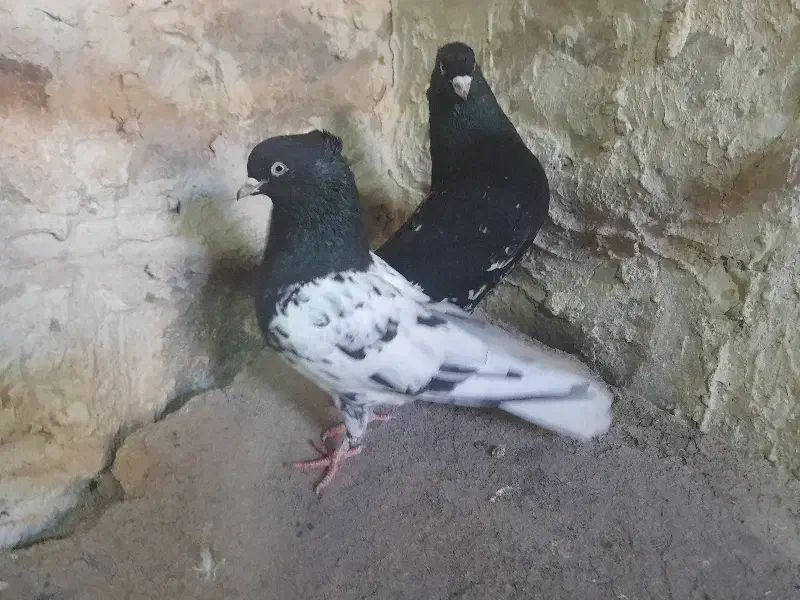 پرنده|پرنده|مسجد سلیمان, |دیوار