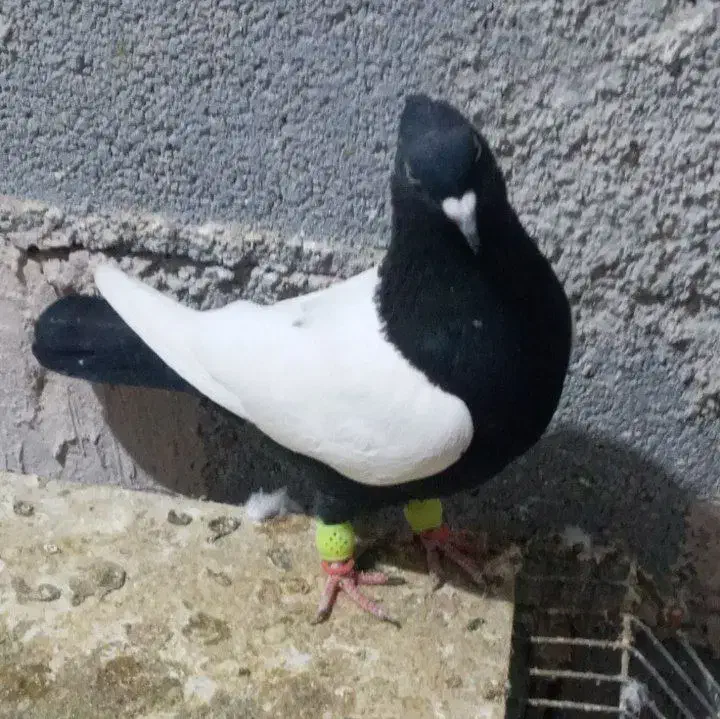 کفتر|حیوانات|شیروان (خراسان), |دیوار