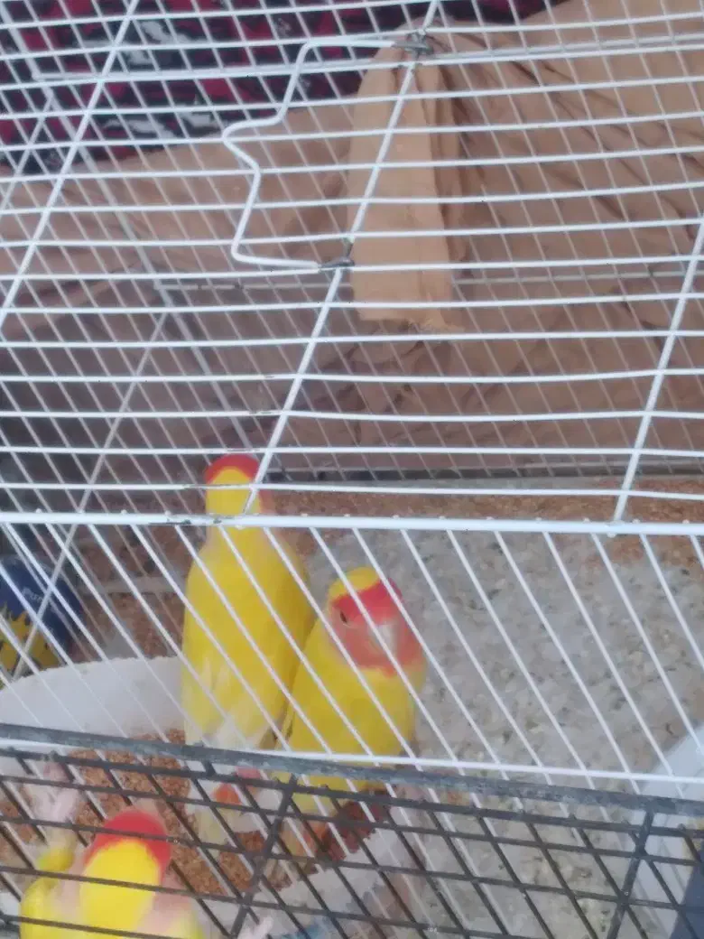 کوتوله فروشی|پرنده|بیرجند, |دیوار