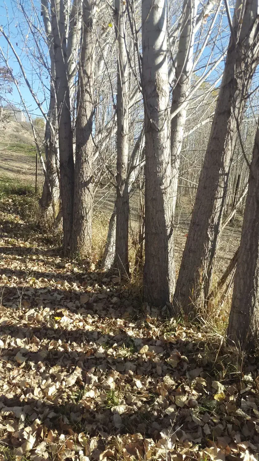 فروش صنوبر ۱۰تن به سفارش مشتری برش میزنیم|خدمات باغبانی و درختکاری|تهران, قصر فیروزه ۱|دیوار